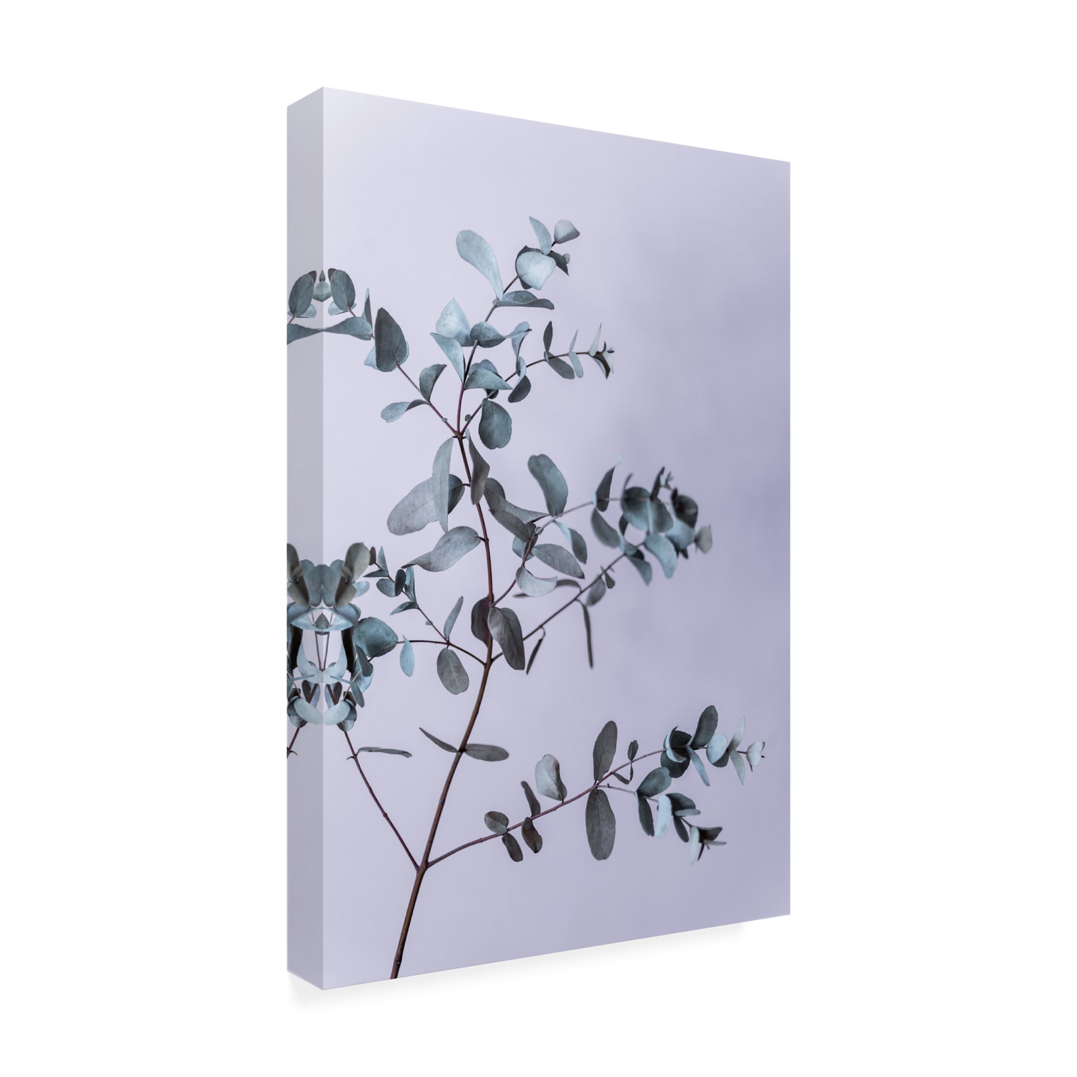 Trademark Fine Art Mareike Bohmer Eucalyptus 13 Canvas Wall Art