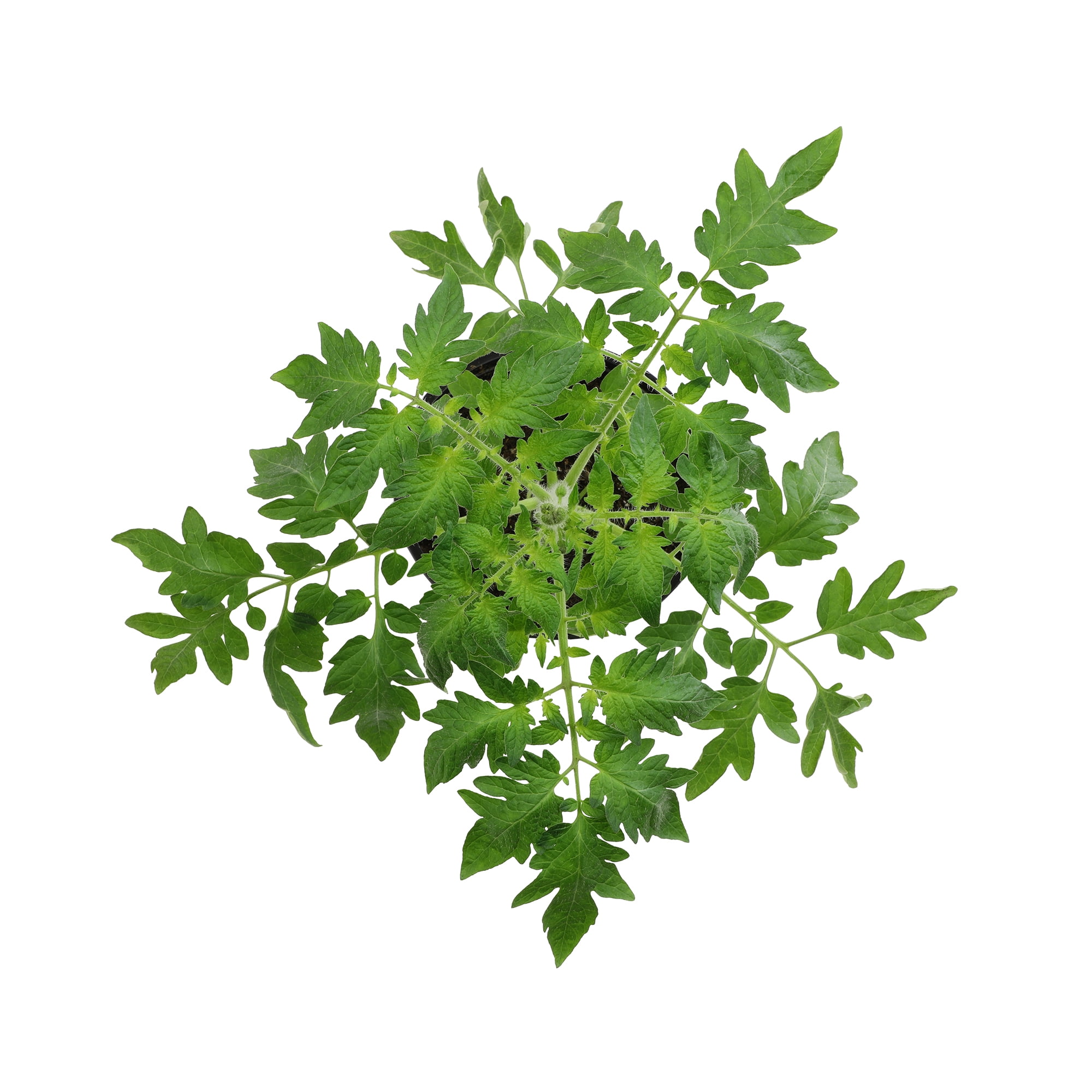 Super Sweet 100 Tomato Plant | 3 Garden Vegetable Starts in 4in. Grow Pots; Full Sun | Altman Plants