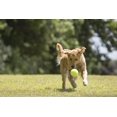thumbnail image 3 of PetSport Mega Tuff Ball Juguete para Perros 15 cm Duradero 6", 3 of 3