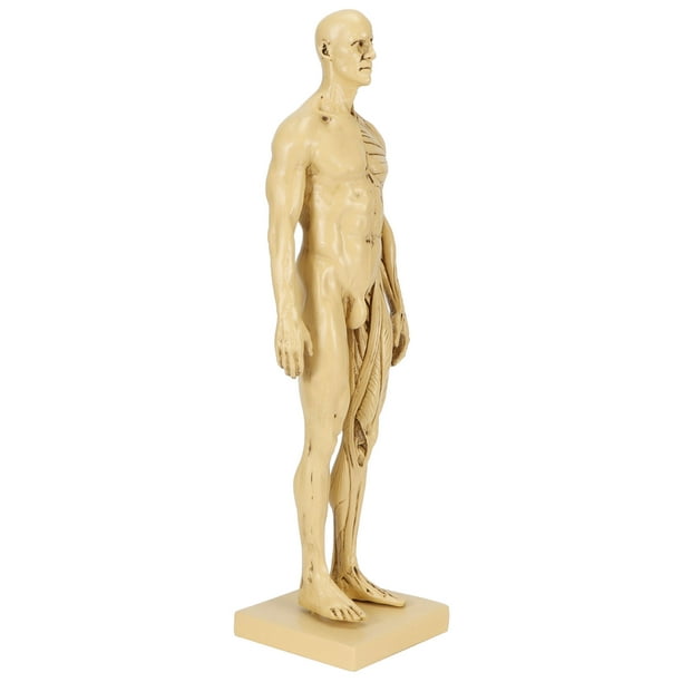 Peahefy Body Muscle Model,Resin Human Muscle Model,Mannequin Resin