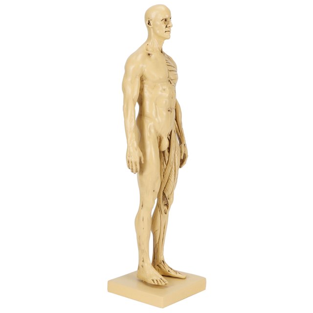 Modèle de Muscle Corporel, Mannequin Résine Muscle Humain Esquisse Mannequin Modèle de Muscle Humain Fiable et Durable