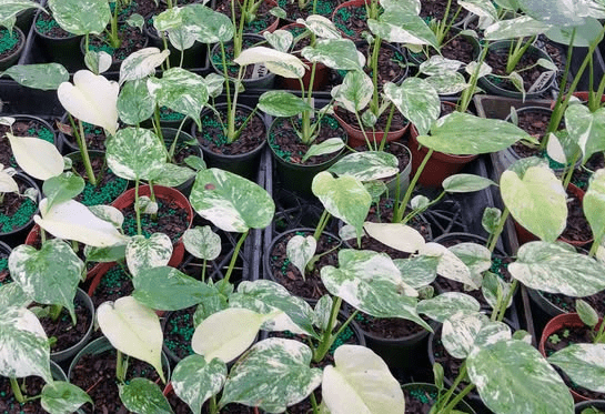 Monstera Mint Live Plant, Mint Variegated Monstera Plant, Rare Tropical Monstera for Garden 4 to 6 Inc Tall