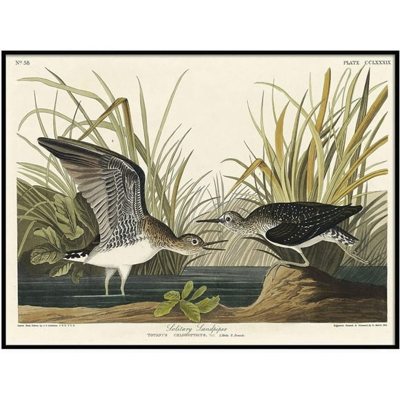 John James Audubon Solitaire Sandpiper Encadré Affiche