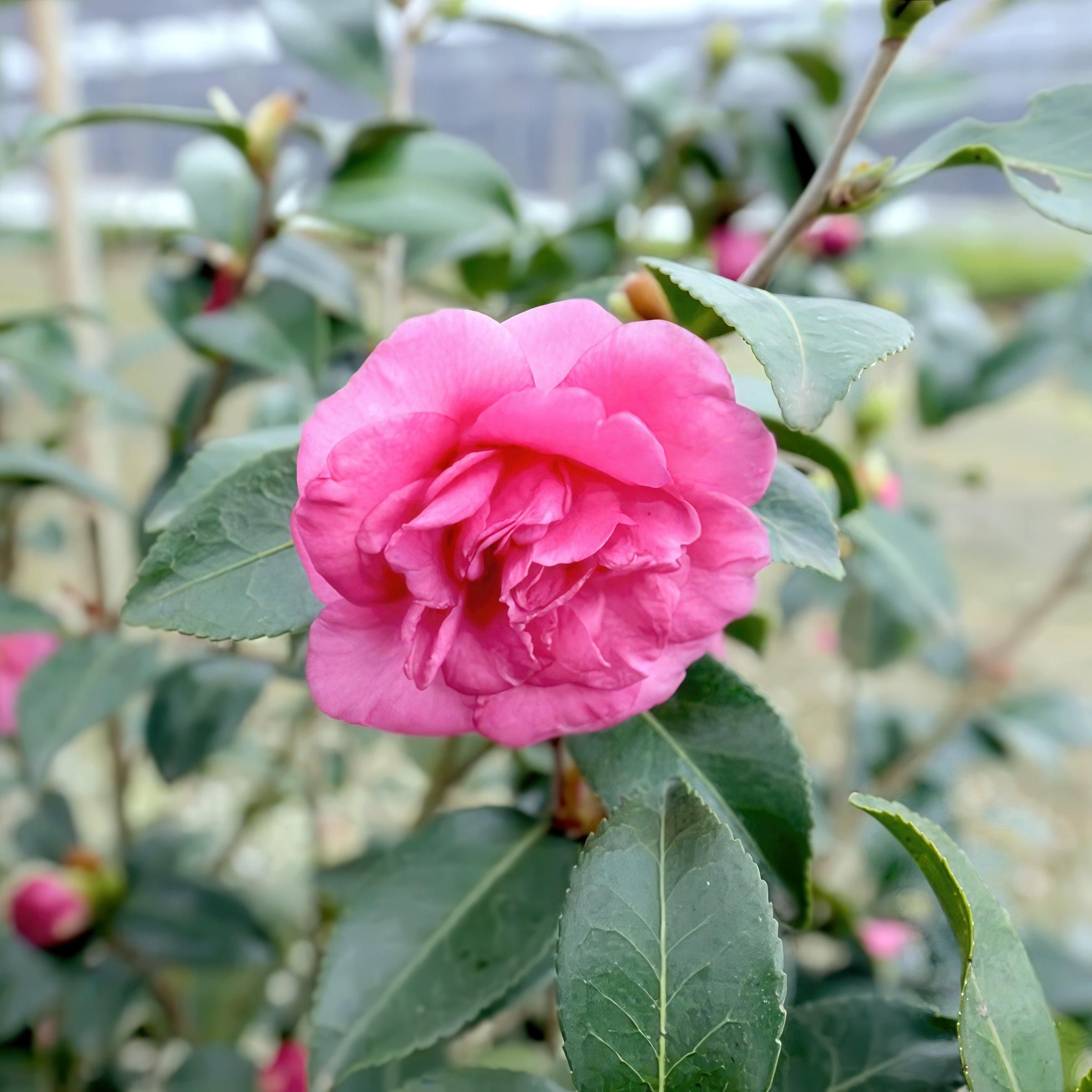 National Plant Network 1 gal. Camellia Sasanqua Alabama Beauty Shrub