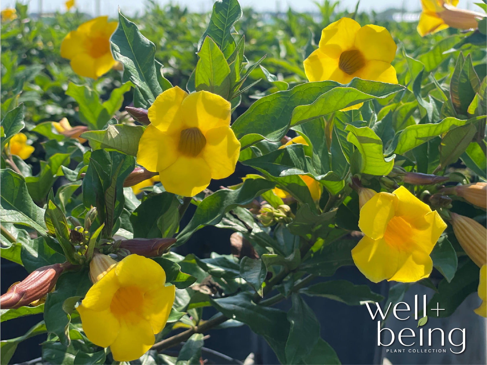 Nature's Way Farms Allamanda Bush Outdoor Live Plant (25-30 in. Tall) in Grower Pot May Ship Without Flowers