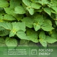 thumbnail image 4 of PHATOIL Patchouli Essential Oils for Soap Making, Long Lasting Scents for Aromatherapy, Diffuser, Diy Soap 30Ml/1.01 Fl.Oz, 4 of 7