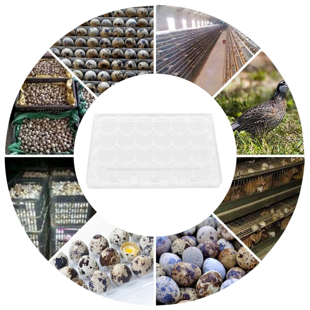 24PCS Quail Egg Carton Transparent Quail Eggs Storage Holder Premium Egg Carton