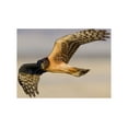 thumbnail image 2 of Archer, Ken 18x13 White Modern Wood Framed Museum Art Print Titled - Northern Harrier Hawk (immature), 2 of 4