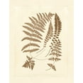 thumbnail image 2 of Vision Studio 20x24 Gold Ornate Wood Framed with Double Matting Museum Art Print Titled - Sepia Ferns II, 2 of 4