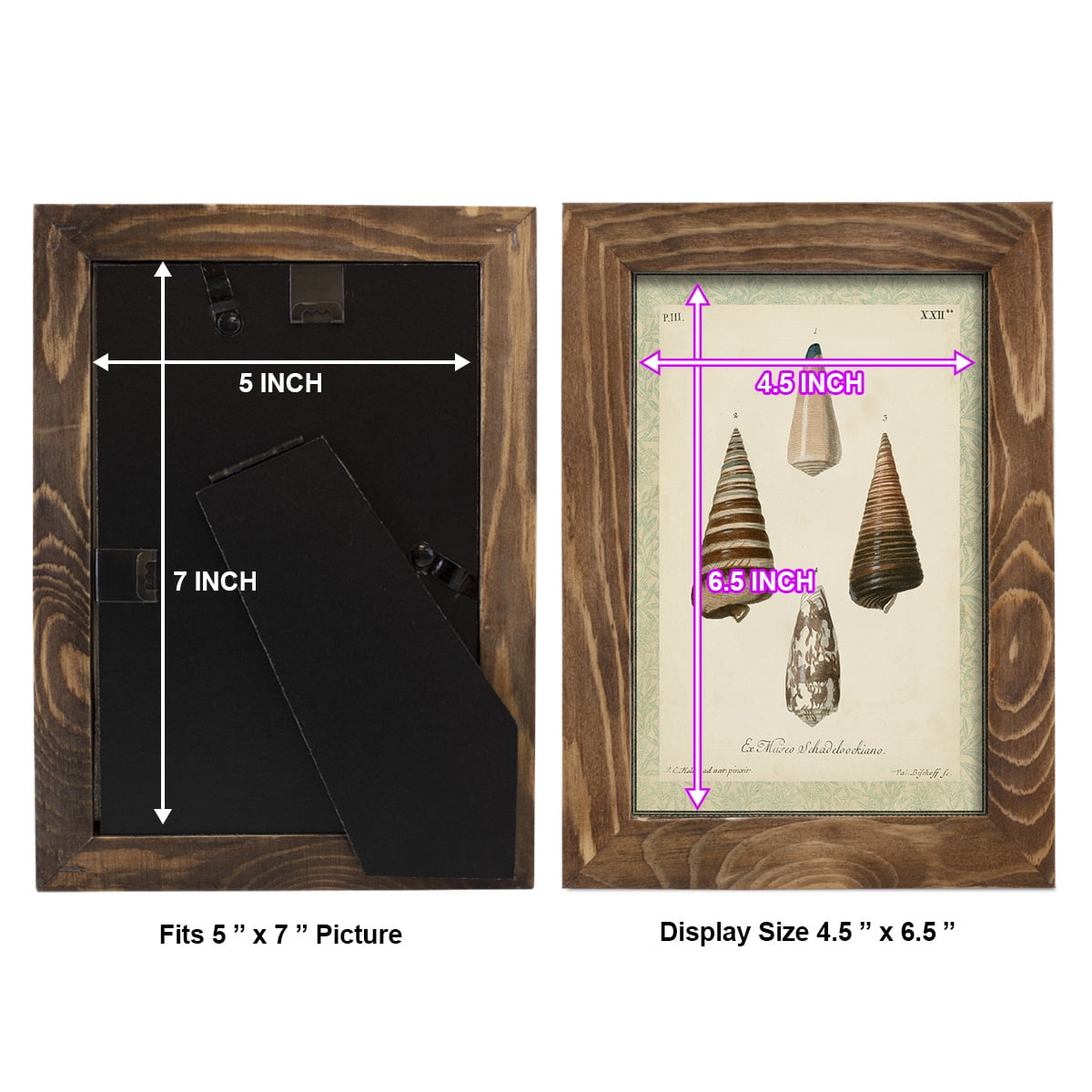 Bookplate Shells VI - Framed Print w/glass - Walnut
