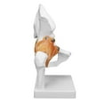 thumbnail image 1 of Hip Joint Model, Coxal Bone Model Real Human Anatomy Hip Model Professional Bone Model Hip Bone Model  For Orthopedic Teacher Teaching For Orthopedic Students, 1 of 8
