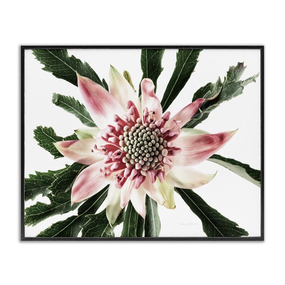 Stupell Industries Contemporary Close Up Flower Anther Photograph Black Framed Giclee Art, 14 x 11, by Floragraphica