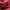 See Description, variant on Stacy Adams Savoir Satin Textile Upper Shoes 25611-601 Burgundy