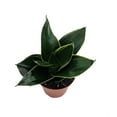 thumbnail image 2 of Emerald Star Snake Plant - Sansevieria - Almost Impossible to Kill - 3.7" Pot, 2 of 2