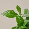 thumbnail image 3 of Arabica Coffee, 4" Pot, Indoor Houseplant, Easy Care, Live Plant for Indoor & Outdoor, 3 of 8