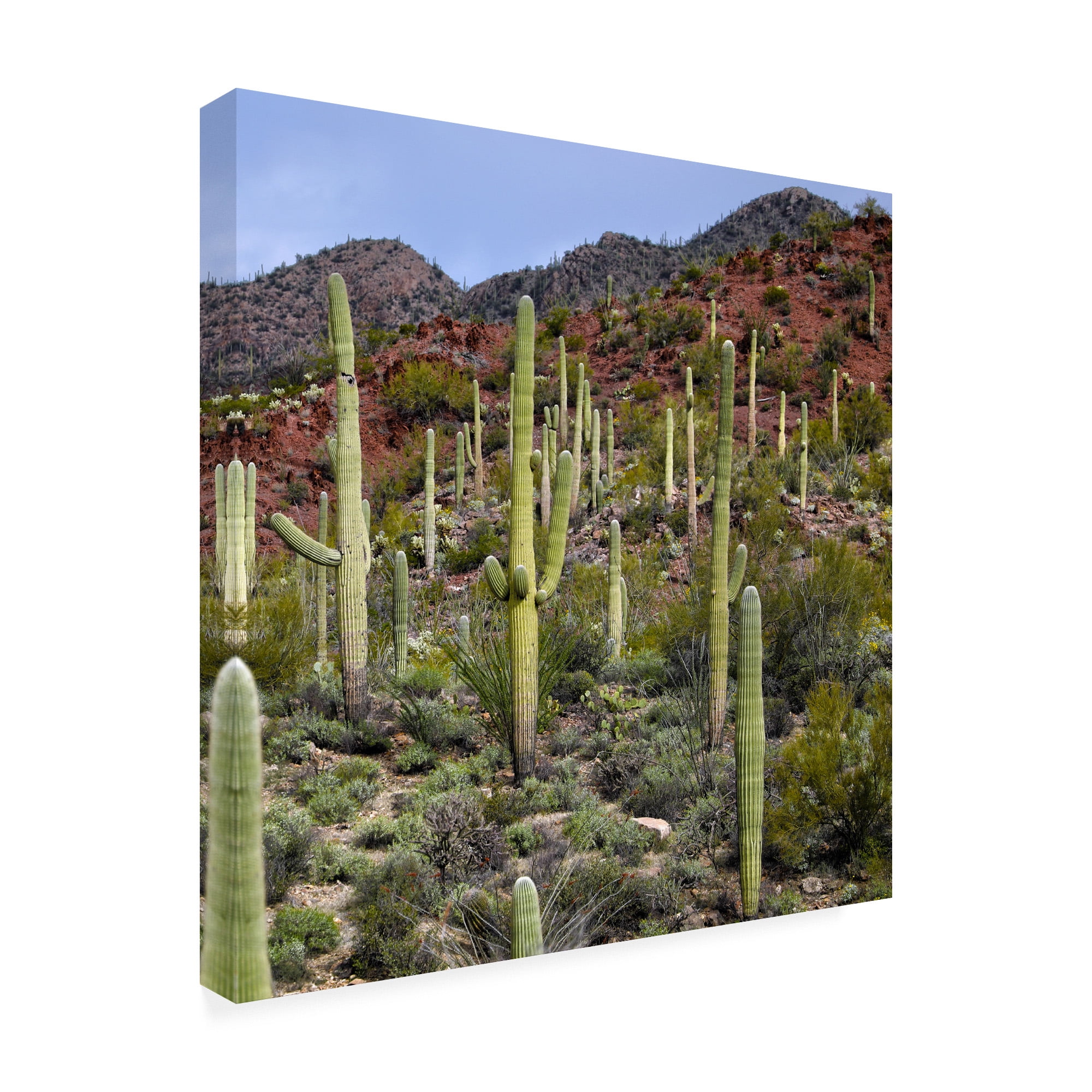Trademark Fine Art 'Santa Catalina Mountains' Canvas Art by Mitch Catanzaro