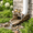 Birds Splash Block, variant on Brick Frog Splash Block Decorative Garden Statue for Outdoor Patio Yard Lawn