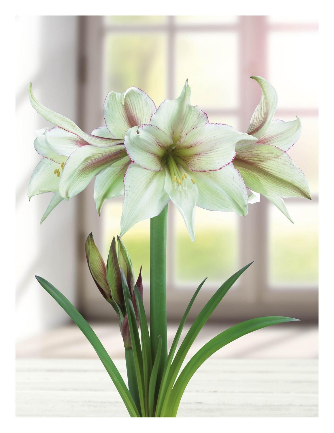 BULBES TASC AMARYLLIS MAGIE VERTE - 1 BULBE