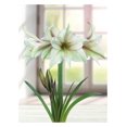 thumbnail image 1 of TASC BULBS AMARYLLIS GREEN MAGIC- 1 BULB, 1 of 1