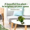 thumbnail image 4 of BubbleBlooms Philodendron Micans Hederaceum Live Plant in Pot, Heart-Leaf Philo Sweetheart, 4 of 9