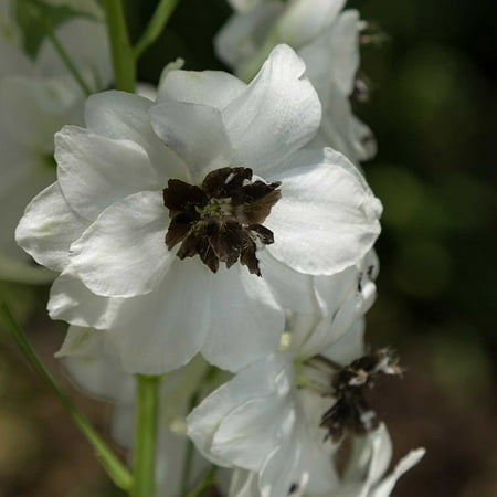 Delphinium Magic Fountain Series Flower Seeds - White Dark Bee - 1000 Seeds - Perennial Flower Garden Seeds - Delphinium elatum, Delphinium.., By Mountain Valley Seed Company Ship from