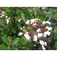 thumbnail image 5 of Viburnum Mrs. Schiller's Delight I 3 Live Plants I Dwarf Obovatum I Evergreen Shrub with Fragrant White Blooms, Ideal for Hedges, Borders, and Ornamental Landscaping, 5 of 7