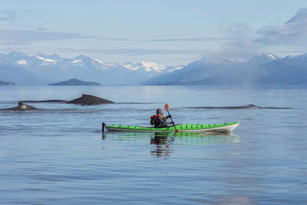 A Sea Kayaker Watches As A Group Of Humpback Whales Surface In Se Alaskas Stephens Passage Tracy Arm And Coast Range Mountains Rise Beyond MrEd Emswiler Id#12172012A Canvas Art - John Hyde Design Pic