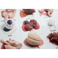 thumbnail image 3 of Curious Minds Busy Bags Montessori Human Organ Match - Miniature Body Parts with Cards to Match - Early Childhood Biology Learning Toy, 3 of 8