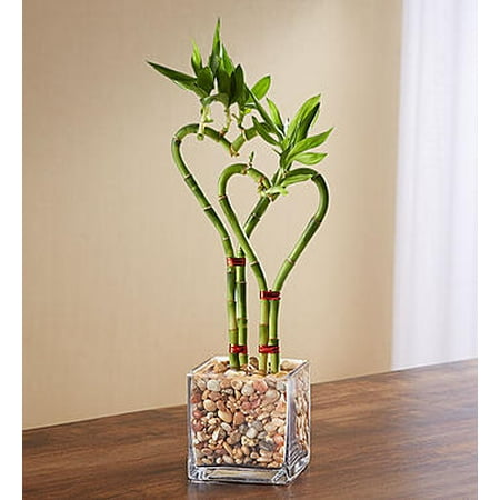 1 800 Flowers - 1-800-Flowers: Fresh Flowers - Sweet Heart Bamboo Double