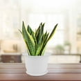 thumbnail image 5 of Home Garden Plastic Floral Pattern Cactus Aloe Plant Flower Pot White w Tray, 5 of 7