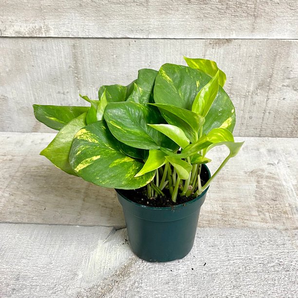 best zz plant fertilizer ZZ Plant Soil Mix - Houseplant Growing Medium