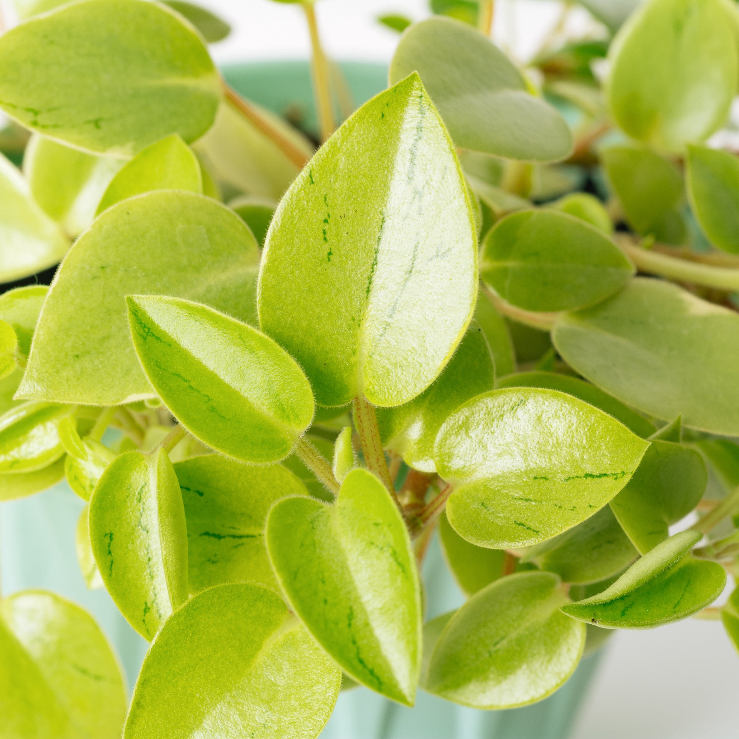 4 in. Peperomia Pixie Lime Plant in Grower Container (3-Pack)