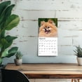 thumbnail image 5 of Pomeranians | 2026 7x14" (Hanging) Monthly Mini Wall Calendar | BrownTrout, 5 of 9