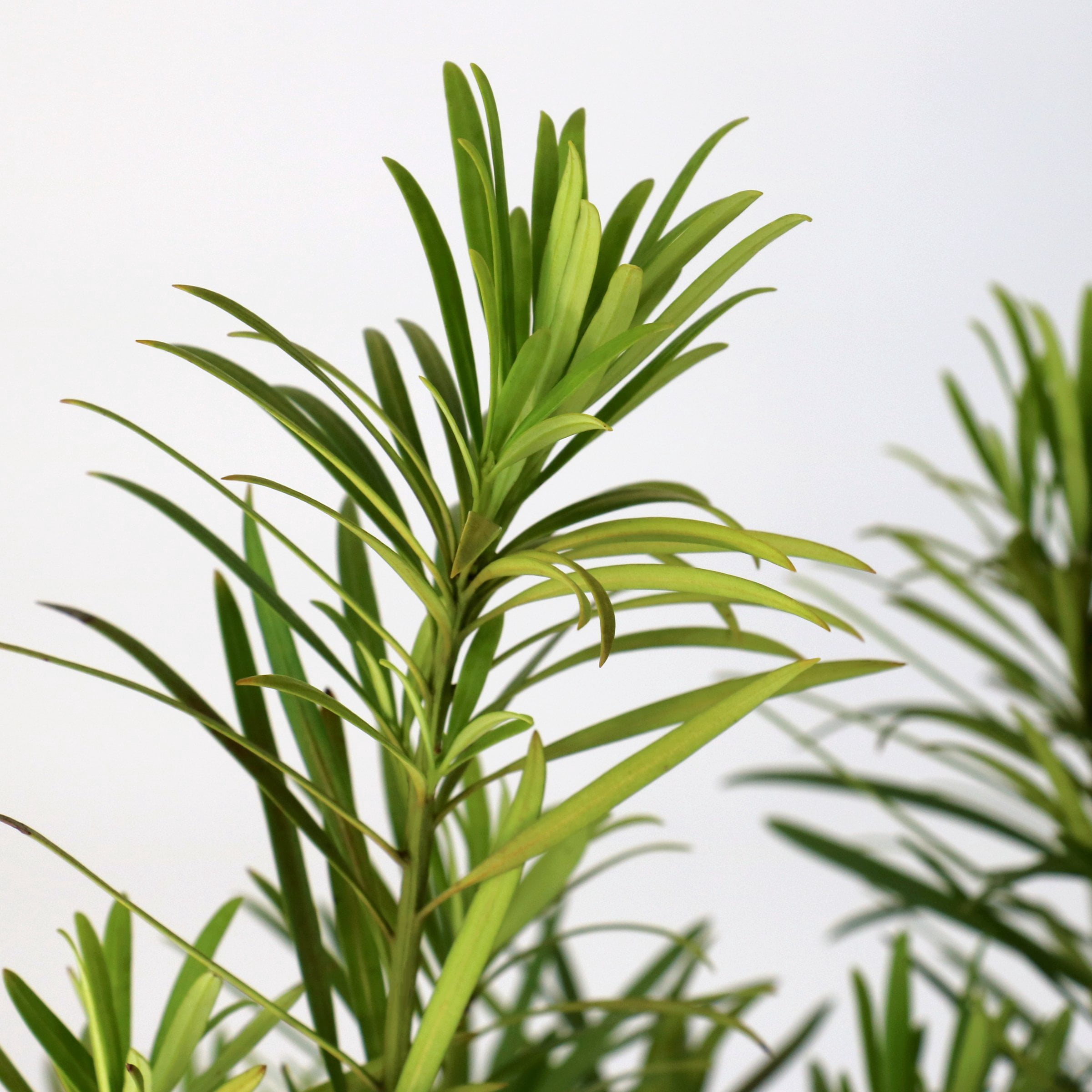 3 gal. Japanese Yew Dwarf Pringles Shrub
