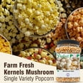 thumbnail image 2 of Concession Essentials Gourmet Mushroom DMF15 Extra Large Popcorn Kernels - 2lbs, 2 of 5