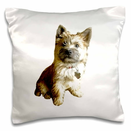 - 3dRose The Cutest Cairn Terrier in the World Cuter than Toto Wizard of Oz - Pillow Case, 16 by 16-inch