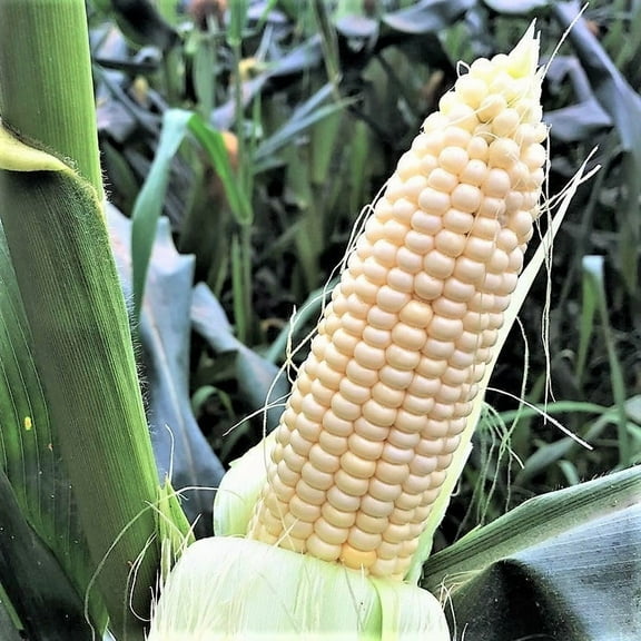 TomorrowSeeds - Stowell's Evergreen Sweet Corn Seeds - 30  Count - For 2025 Planting American White