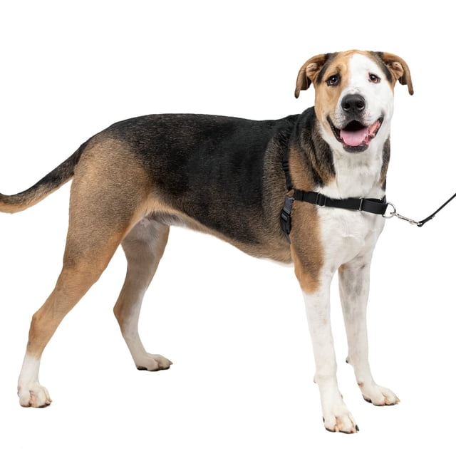 Arnés para perros PetSafe Easy Walk, sin tirar, extra grande