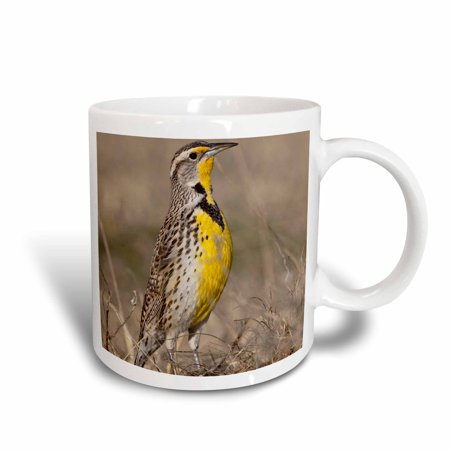 3dRose Western Meadowlark bird, Oklahoma - US37 LDI0029 - Larry Ditto, Ceramic Mug, 15-ounce