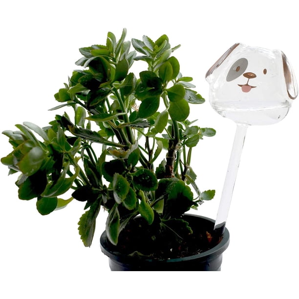 Juego de 2 bombillas de riego de vidrio transparente para plantas de interior y exterior