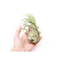 Large Air Plant Seleriana 6 to 8 inches Exotic-Available in Wholesale and Bulk-Live Succulent House Plants-Home and Garden Decor-Easy Care Indoor and Outdoor Plants(Pack of 1)