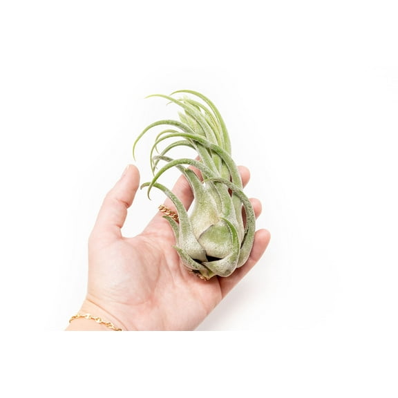 Large Air Plant Seleriana 6 to 8 inches Exotic-Available in Wholesale and Bulk-Live Succulent House Plants-Home and Garden Decor-Easy Care Indoor and Outdoor Plants(Pack of 1)