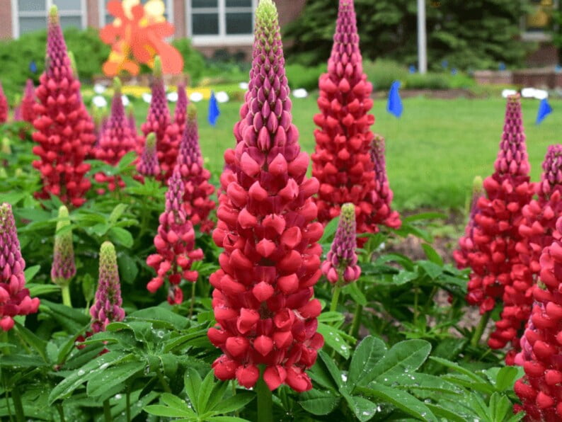 30 Seeds Beefeater Lupine Seeds Lupinus Flower Seeds Mix to Plant