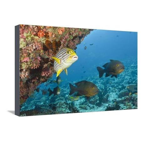 Snapper and Sweetlips in Coral Reef, Maldives Stretched Canvas Print Wall Art By Reinhard