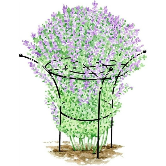 Osmanthus - Essex Plant Support, X-Large