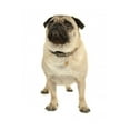 thumbnail image 2 of Pug over White Wall Decal by Wallmonkeys Peel and Stick Graphic (24 in H x 12 in W) WM170495, 2 of 4