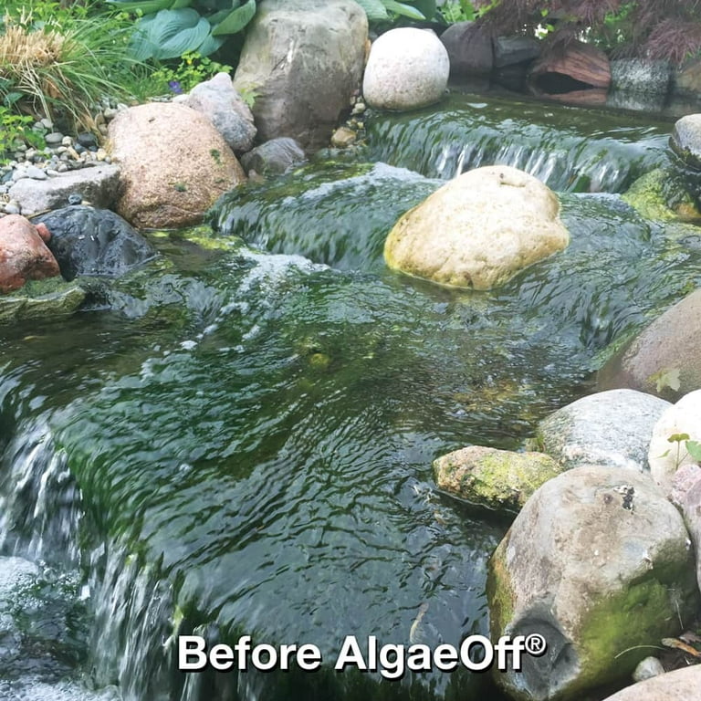Best Pond Algae Remover