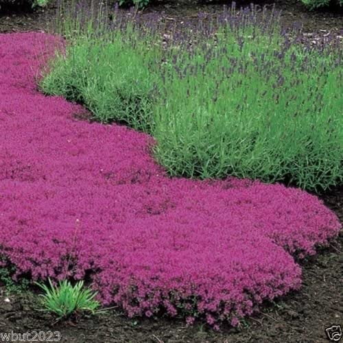 500 Creeping Thyme Seeds Magic Carpet Thymus Serpyllum Perennial