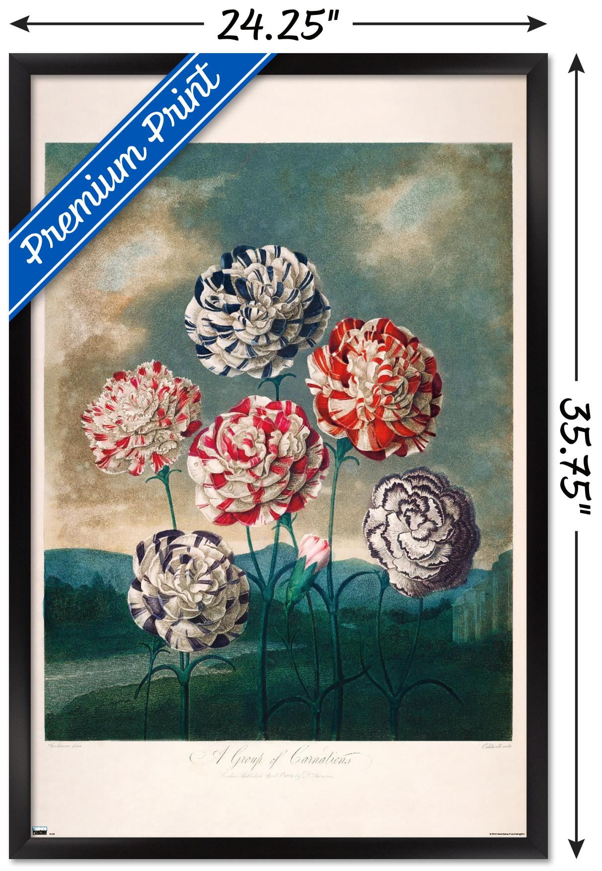 A Group Of Carnations Wall Poster, 22.375" x 34" Framed