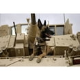 thumbnail image 2 of A military working dog sits on a U.S. Army M2A3 Bradley Fighting Vehicle Poster Print, 2 of 2